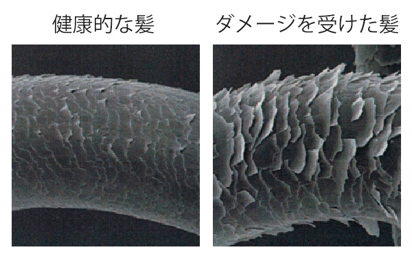 健康な髪とダメージを受けた髪