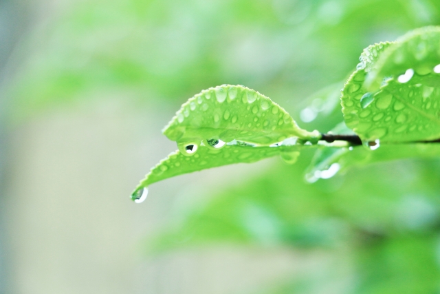 梅雨の時期と女性の髪の毛の関係