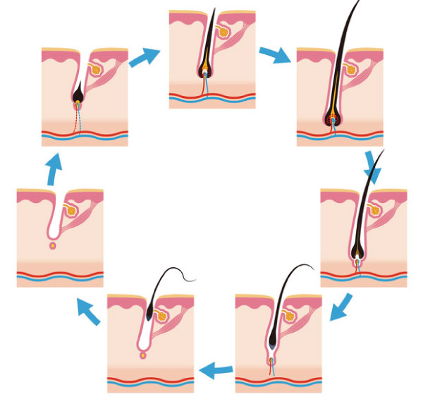 毛髪サイクル
